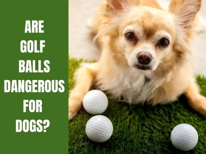Are Golf Balls Dangerous For Dogs
