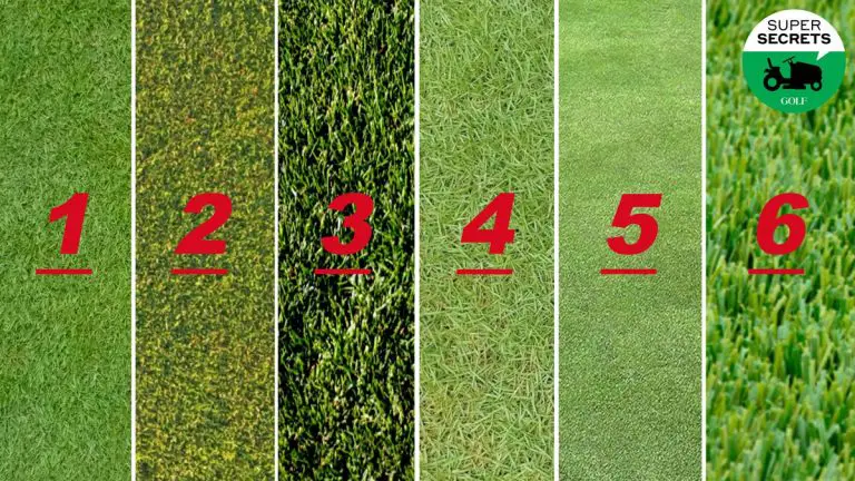 Types Of Golf Course Grasses